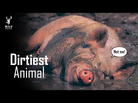 Wideo: Które zwierzę jest paskudniejszą świnią czy kurczakiem?