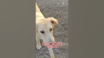 درود دوستان این بچه اینجا غریبه تازه اومده و هم میترسه سگ Animals Automobile 