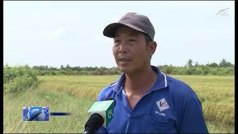 Mô hình hợp tác xã kiểu mới || HTX Nông nghiệp Thạnh An, huyện An Minh