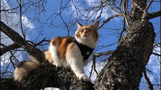Maine Coon Cat: Climbing Up a Tree by The Explorer Cat 4,452 views 4 years ago 2 minutes, 30 seconds