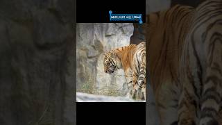 (4K) 시간차를 두고 오빠와 매일 일상을 공유하던 시베리아 호랑이 미호 (Miho) #shorts #tiger #bigcat