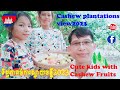 The rural cashew plantation view in cambodia 2023ii2023ii