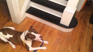 Pit Bull Vs Buttendz Flux Grip