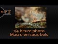 Macro en sous-bois | 1/4 heure photo