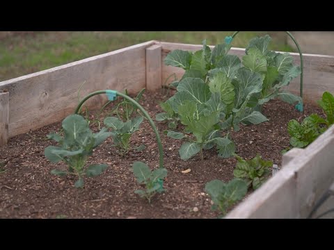 Fort Worth volunteer group that's helping food deserts with vegetable gardens says it needs funding