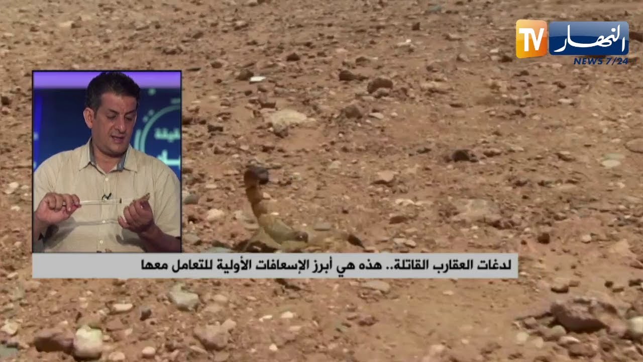 لدغات العقارب القاتلة..هذه هي أبرز الإسعافات الأولية للتعامل معها