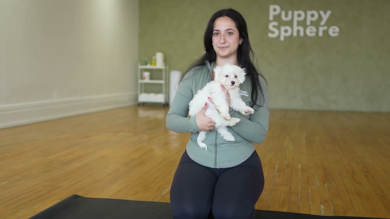 Demonstration of how to correctly hold and support a puppy