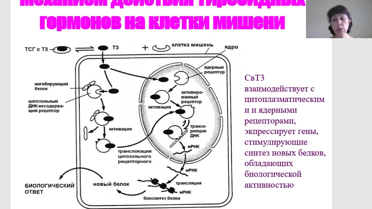 Орган мишень щитовидной железы