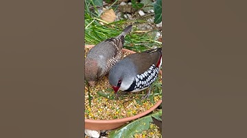 Finches and softbills, padda, pekin robins, java sparrow, finches - bird sounds #nature #birds