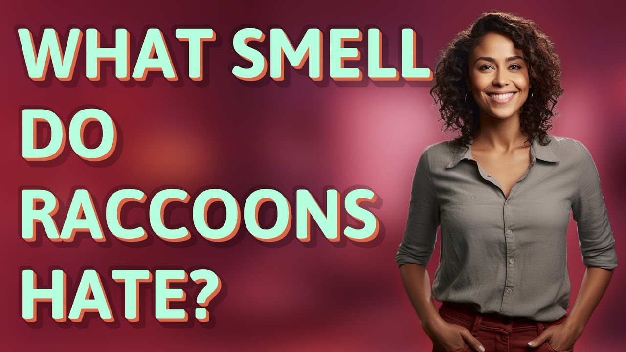 What smell do raccoons hate?