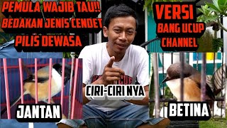 HOW TO DISTINGUISH BETWEEN FEMALE OR MALE CENDET PILIS, THEIR CHARACTERISTICS
