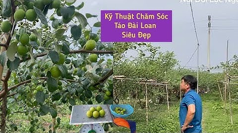CÁCH CHĂM SÓC VƯỜN TÁO ĐÀI LOAN SIÊU ĐẸP I NÚI ĐỒI LỤC NGẠN