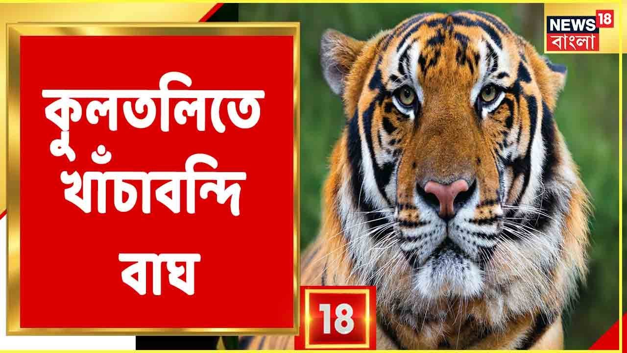 Bangla News: নদীর চরে পায়ের ছাপ! Kultali-তে খাঁচা পাততেই ধরা পড়ল বাঘ, দেখুন | Kultali Tiger