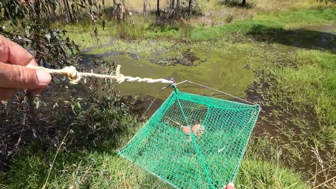 I Put My Yabby Nets In On My Way To A Murray Cod Fishing Trip And