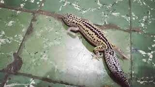 Snow eclipse reverse stripe (ulbam) leopard gecko morph