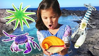Creature From The Deep Sea! What Did Zoe Find Looking For Sea Animals In Rock Pools