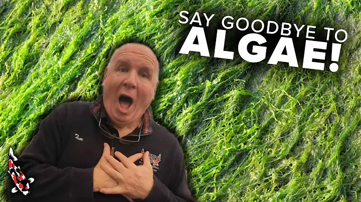 Quick Algae Tips: Clear Up Your Pond Fast