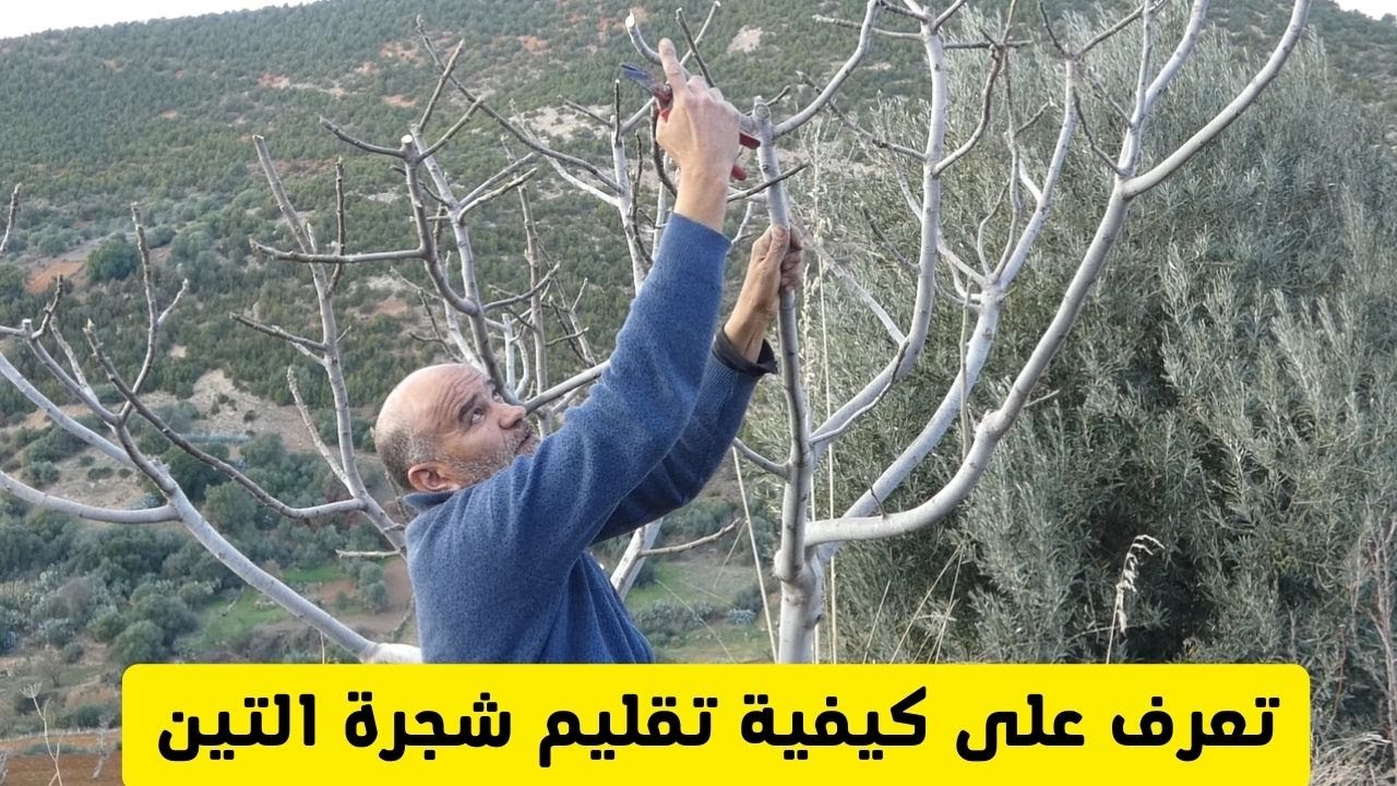 تعرف على كيفية تقليم شجرة التين /  معلومات حول تقليم شجرة  التين/كيف ومتى أقوم بتقليم شجرة التين .