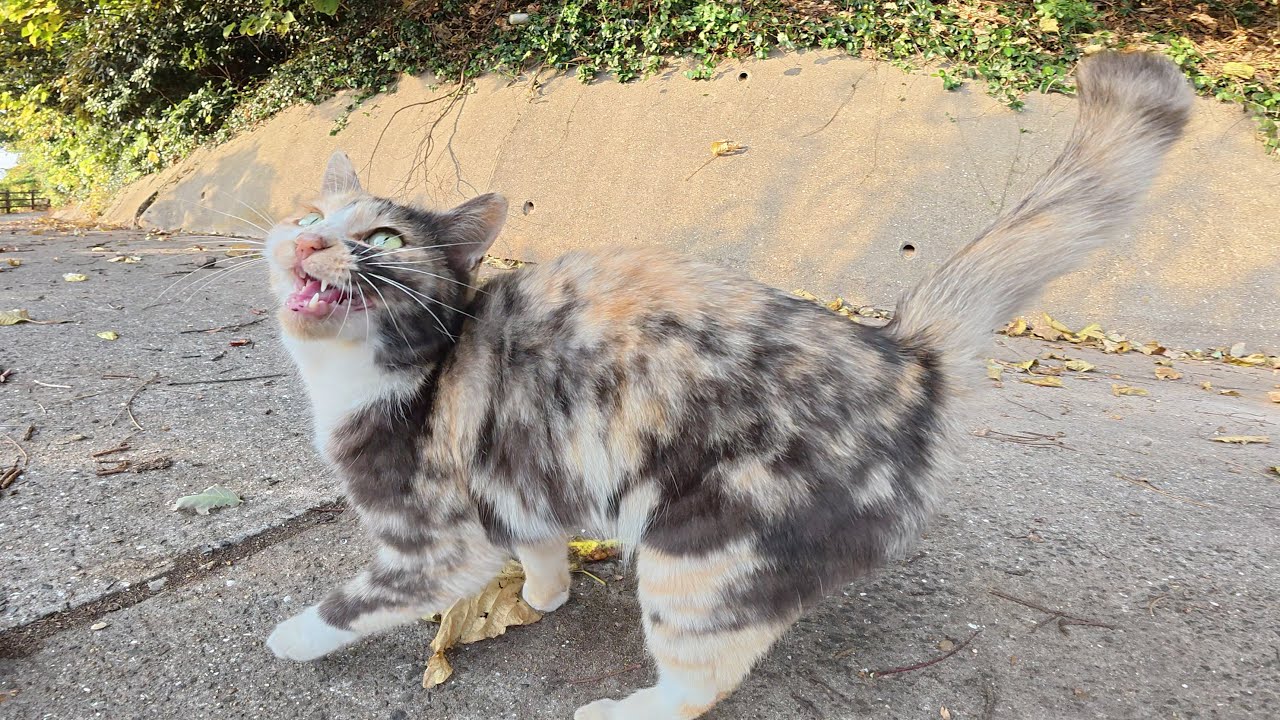 По тропинке у моря за мной гнался трехцветный кот, мило мяукая.
