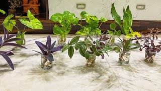 Plants that can Grow in Water | Without soil| ( Part 2) Indoor plants