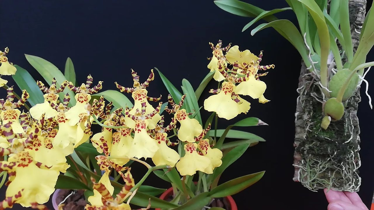 ⚗️Experimento con Orquídeas🌺 Maceta trasparente, opaca o tronco?