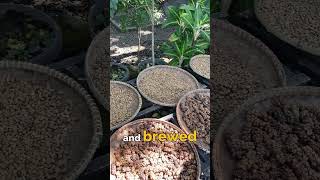 Coffee Made From Poop? 😵‍💫😲 | Kopi Luwak in Indonesia 🇮🇩 #coffee #luwak #luwakcoffee #coffeeaddict