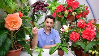 видео: Когда стоит увеличить концентрацию удобрения картинка: Когда стоит увеличить концентрацию удобрения