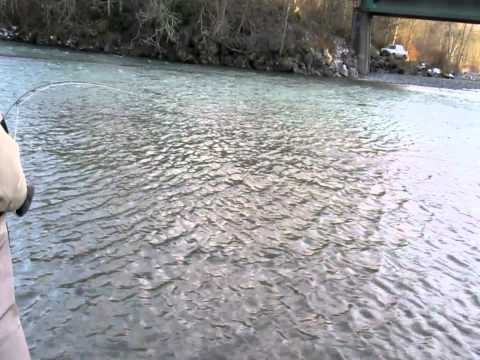 Battling a Nooksack River Chum Salmon on the Fly R...