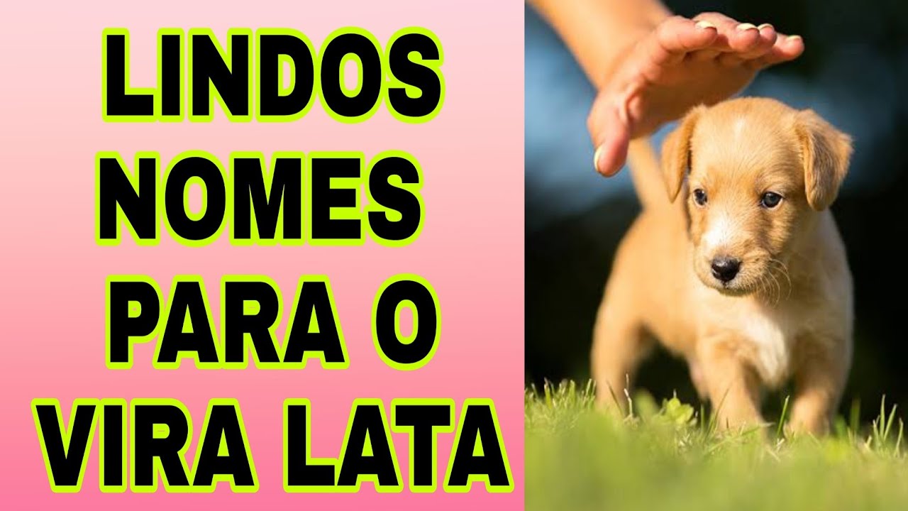 Nomes para cachorro vira-lata: mais de 400 opções!