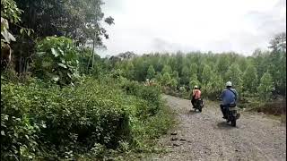 Kerja Mandor Hti. Hutan Tanaman