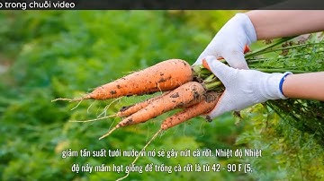 Cách trồng cà rốt tại nhà cực đơn giản, mùa nào cũng có cà rốt sạch để ăn