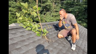 Full Roof Hole Repair Video  DIY  Tree branch roof repair.