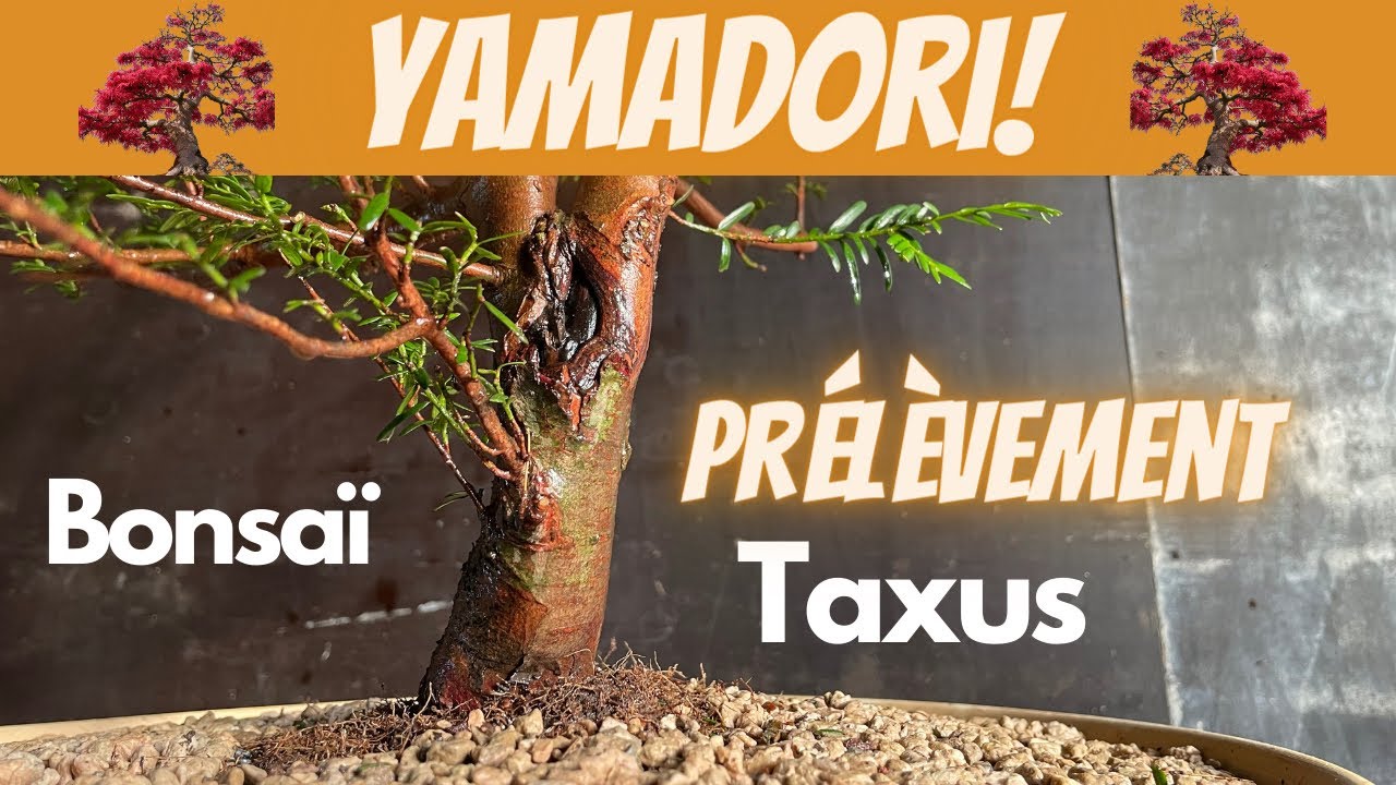 YAMADORI BONSAÏ  prélèvement 🌲 TAXUS BACCATA