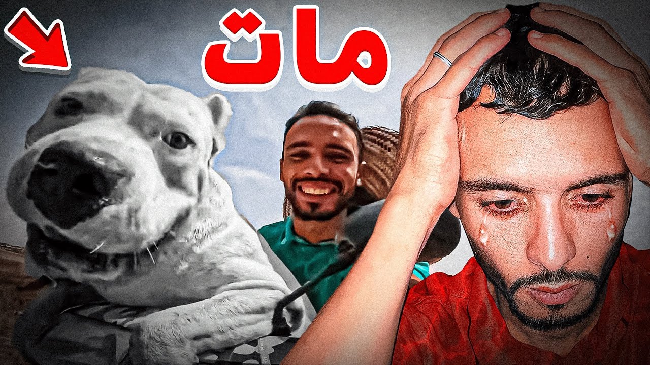 كلبي مات ضوگو مات 😥😥😥😥😥