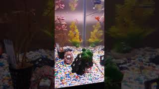 Beautifull Guppy Fish Tank Guppies Yo Yo Loach Marble Loach Black Neon Tetra Cory Catfish corydoras