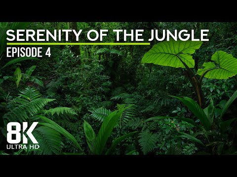 Tropical Birds Songs & Cicadas Buzzing - 8K Immersion in the Lush Serenity of the Jungle - Episode 4