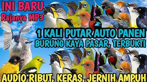 Sangar !! Suara Pikat Burcil Ini Mampu Bikin Semua Burcil Ngumpul Seketika Kaya pasar @smstachanel