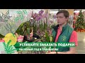 Успевайте заказать подарки на Новый Год в Гринвилль!