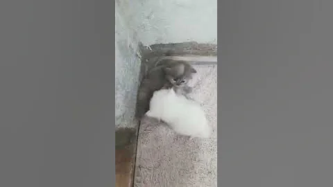 Watch the video about Persian gray kitten and white kitten playing #thecatsconvoy #short #youtubeshorts