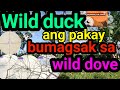 Wild duck ang pakay bumasak sa wild dovebird hunting
