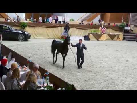Video: Arabský (nebo Arabský) Kůň Plemeno Koní Hypoalergenní, Zdraví A životnost