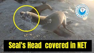 Seal saved from ILLEGAL NET