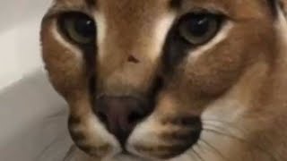 Yakuza 4 (NOT Viewer's Choice)