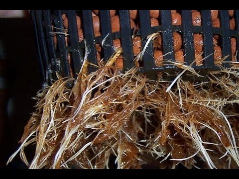 pythium root rot