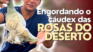 Dica SIMPLES pra fazer a Rosa do Deserto BOMBAR!