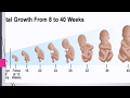 مراحل تطور الجنين أسبوعيّاً المرحلة الأولى 1 3  أشهر