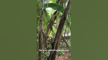 Độc lạ, cây chuối trỗ buồng ở giữa thân cây.