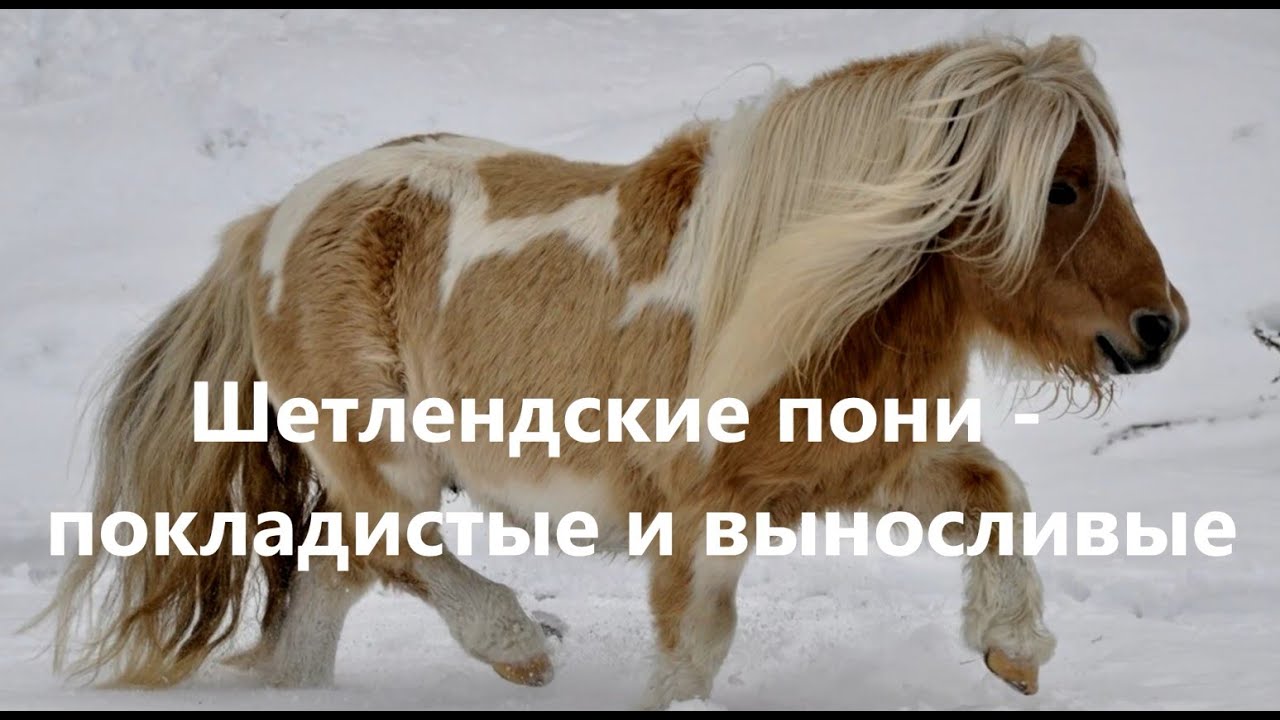 Шетлендские пони - покладистые и выносливые