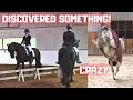 Discovered something! Never seen! Crazy Waloubet | Friesian Horses