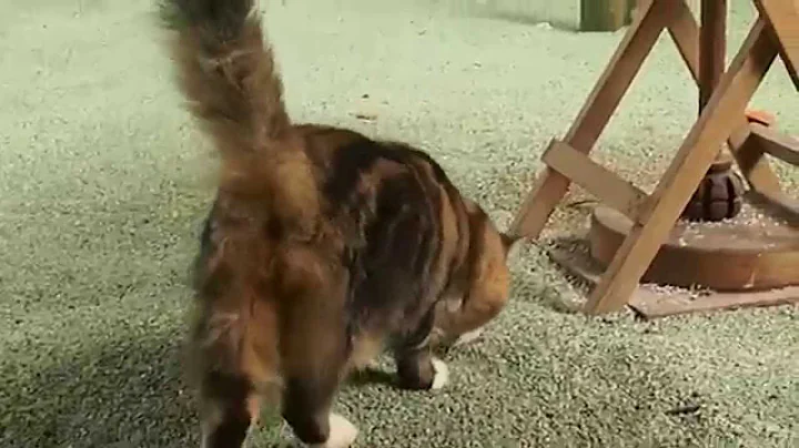 Video 899941: maine coon cattery, gardens cattery